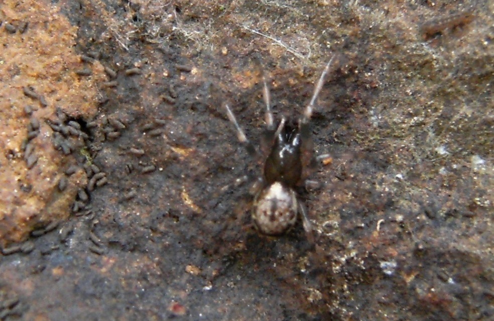 Ragnetto sotto pietra: Enoplognatha sp.